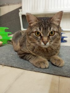 Кошка Афина